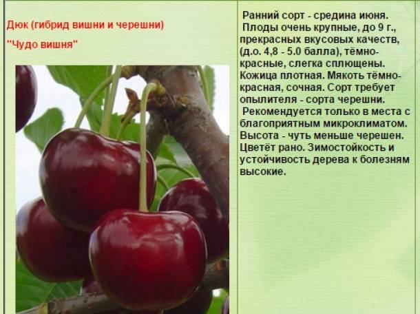 Чудо вишня дюк: как выращивать черевишню в саду, сорта, видео