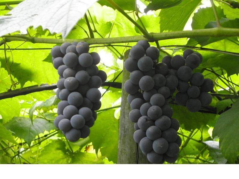 Сорт винограда альфа: фото, отзывы, описание, характеристики.