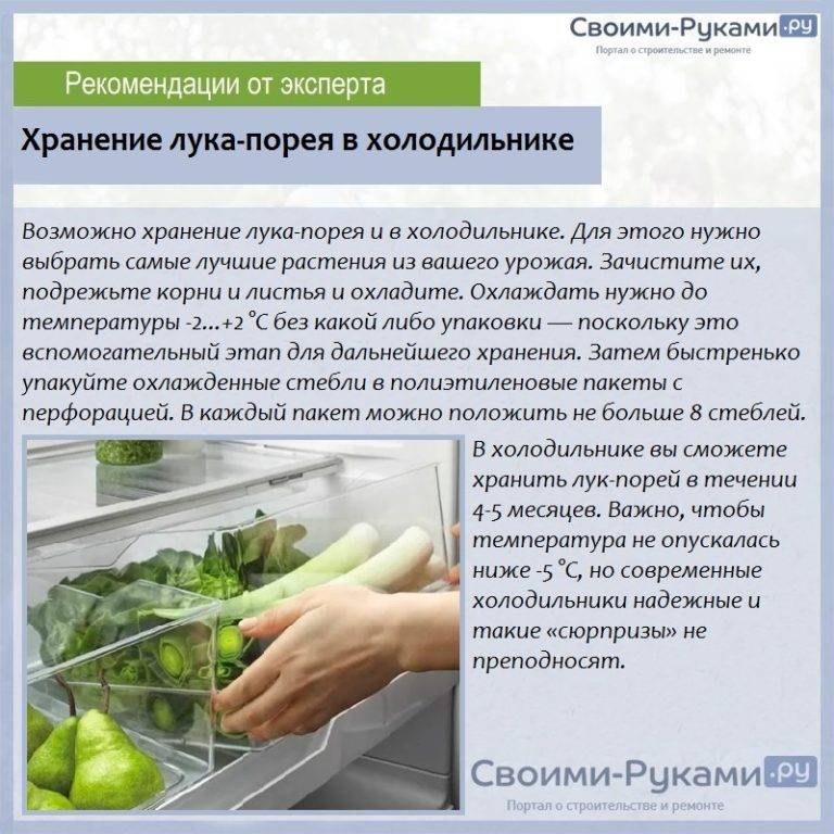 Лук порей: как хранить зимой зелень в домашних условиях и в холодильнике, условия хранения в погребе