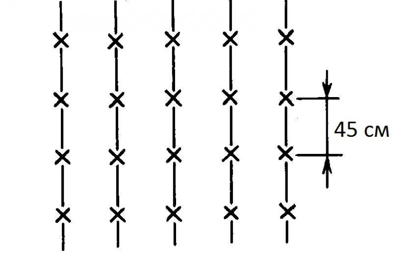 Схема посадки свеклы в открытый грунт семенами в