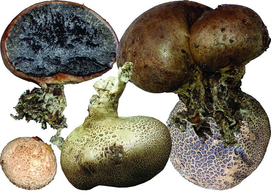 Охота на трюфель: что такого особенного в этих грибах? | by alisa odintsova | clickavia.ru blog