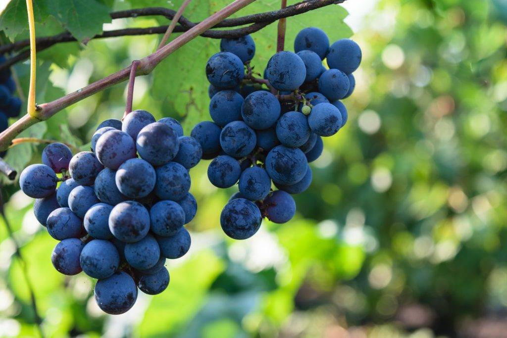 Виноград северный плечистик: описание сорта, фото, отзывы