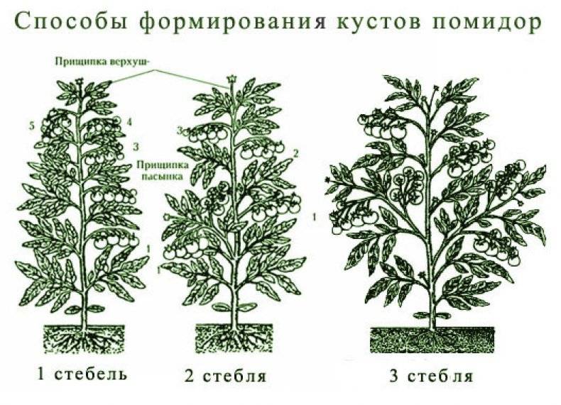 Схема пасынкование томатов в теплице схема