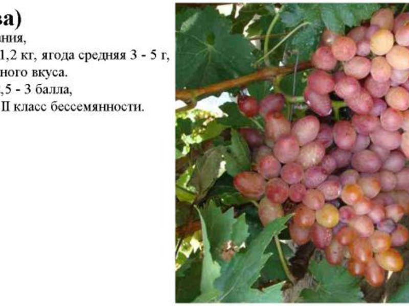 Виноград «ромбик» — новый ультраскороспелый сорт