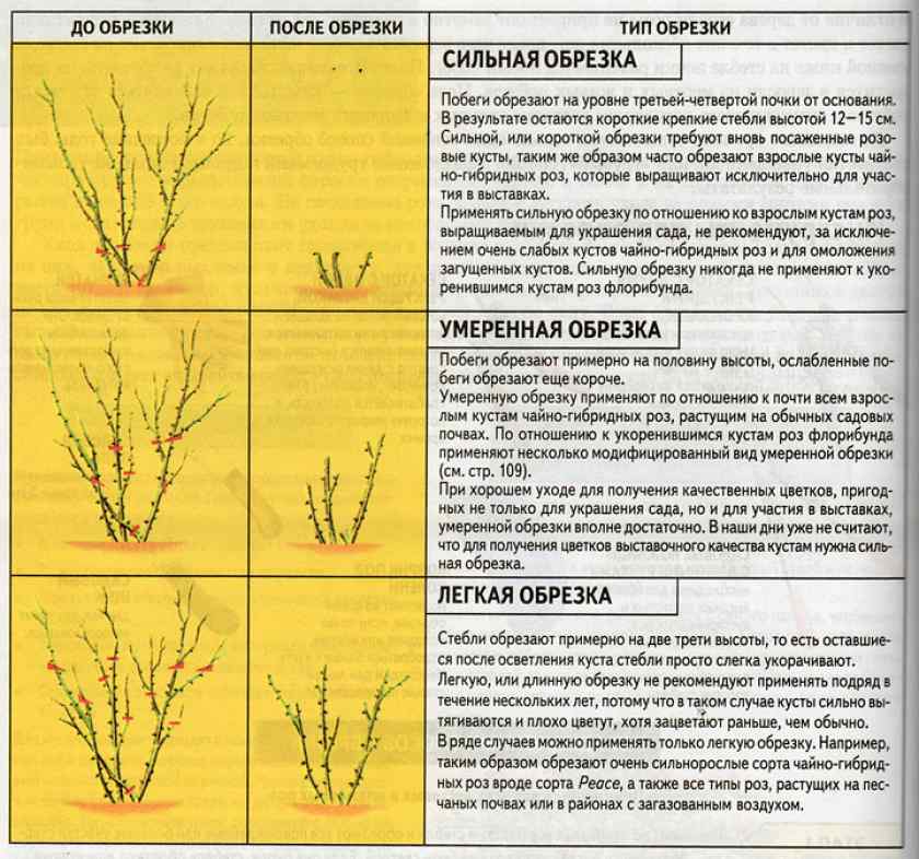 Как правильно обрезать розы весной схема