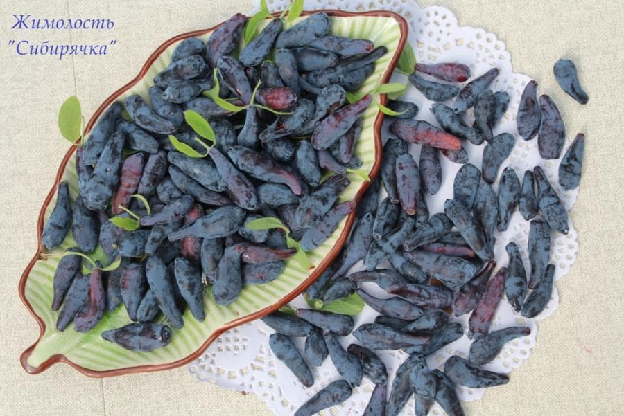 Сладкие сорта жимолости: какая жимолость самая вкусная и крупная, сорта без горечи и кислинки, крупноплодная жимолость для средней полосы и других регионов, топ