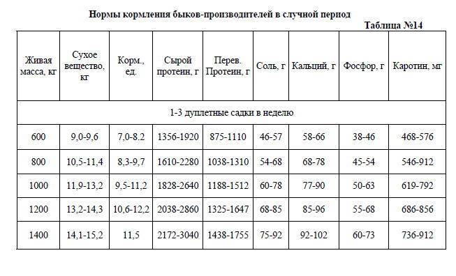 Бык-осеменитель (производитель) — содержание, кормление и использование