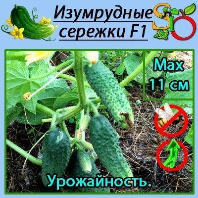 Огурец изумрудные серёжки f1 – описание и характеристики высокоурожайного раннеспелого гибрида