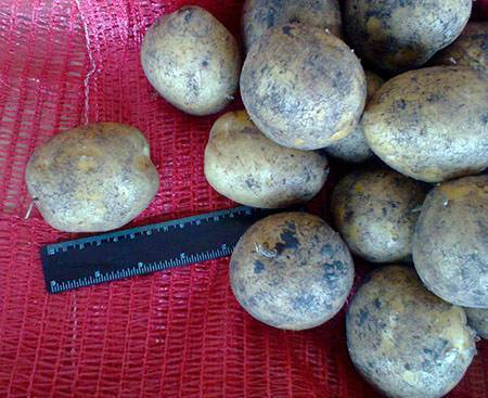 Характеристика картофеля сорта ароза