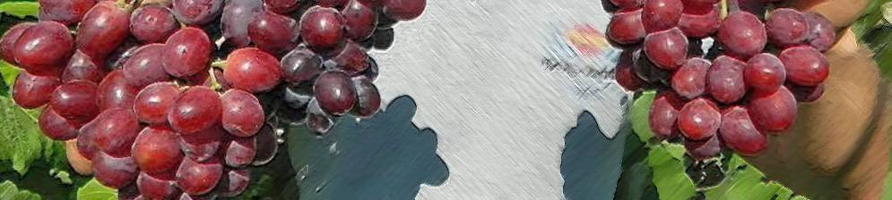 Виноград "эверест": описание сорта, фото, отзывы, видео