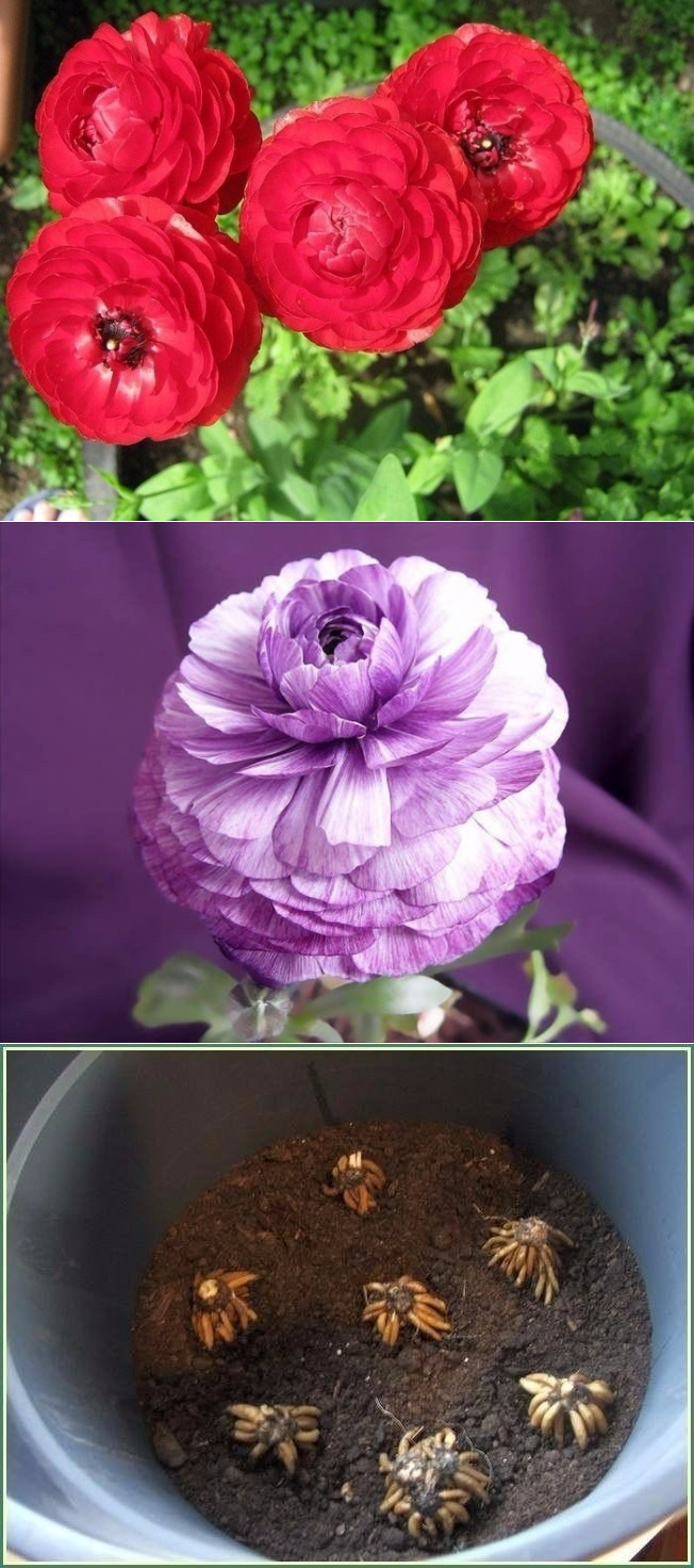 Ранункулюс - 76 фото садового цветка и методов его выращивания