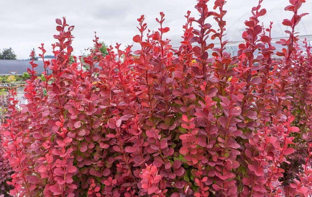 Агротехника выращивания сорта барбариса red rocket в открытом грунте: как ухаживать