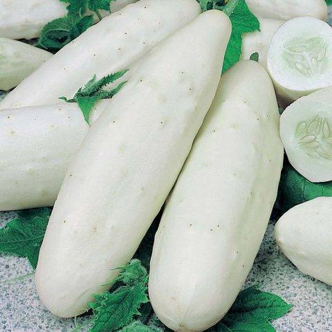 Белые огурцы: лучшие сорта и гибриды для выращивания в теплице (описание + фото)