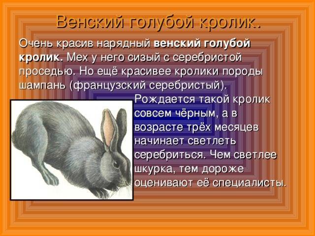 Венский голубой кролик: фото, характеристика породы, разведение