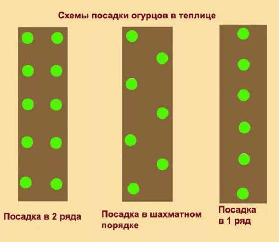 На каком расстоянии сажать огурцы в теплице друг от друга в один ряд схема