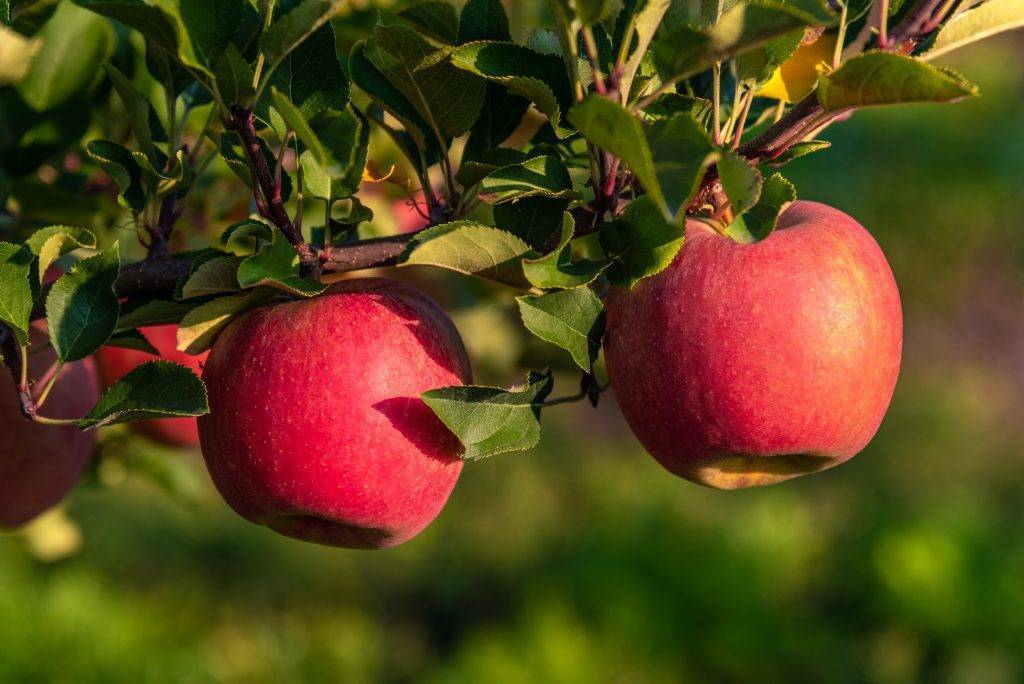 Яблоня мутсу: фото и описание сорта, отзывы