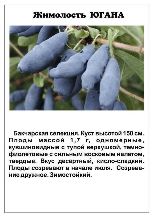 ✅ жимолость роксана — описание сорта, отзывы и фото - cvetochki-penza.ru
