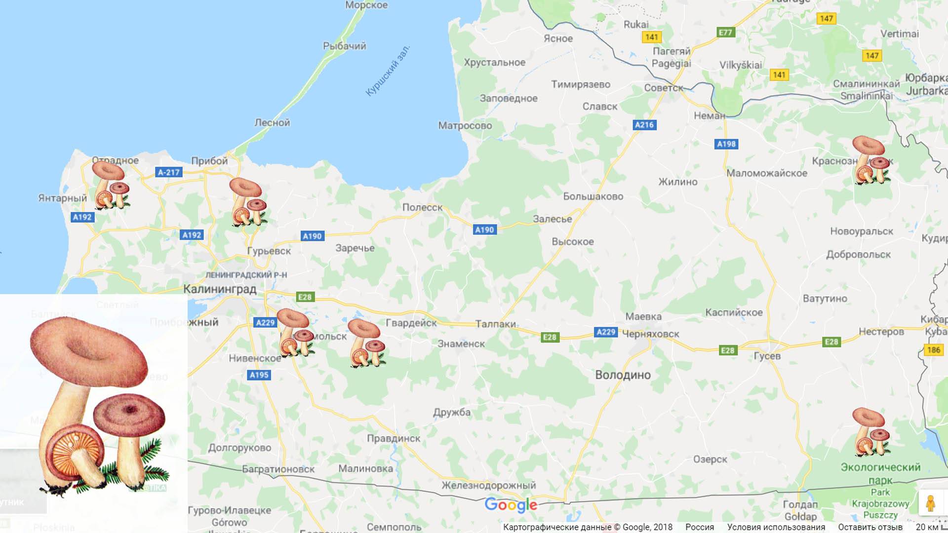 Грибы белгородской области в 2020: названия съедобных и ядовитых, фото, карта грибных мест