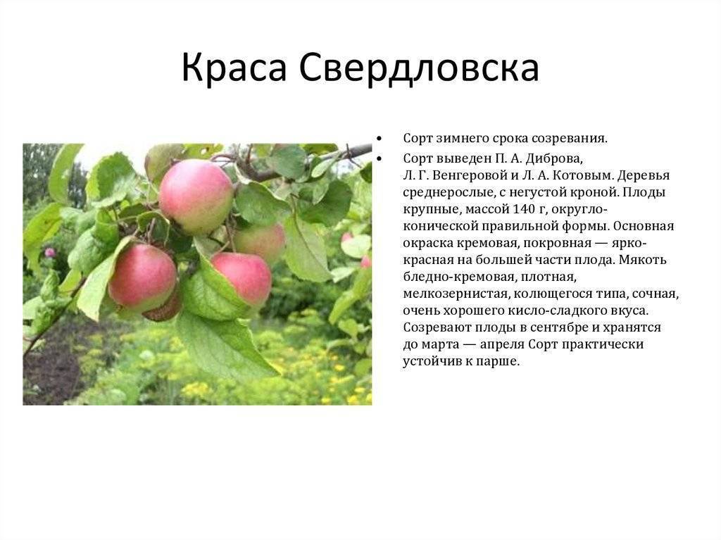 Яблоня краса свердловска: описание и характеристики сорта, выращивание и уход с фото