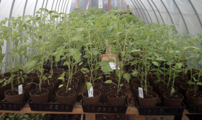 Пикировка томатов: когда и как правильно пикировать рассаду помидоров | цветок в доме
