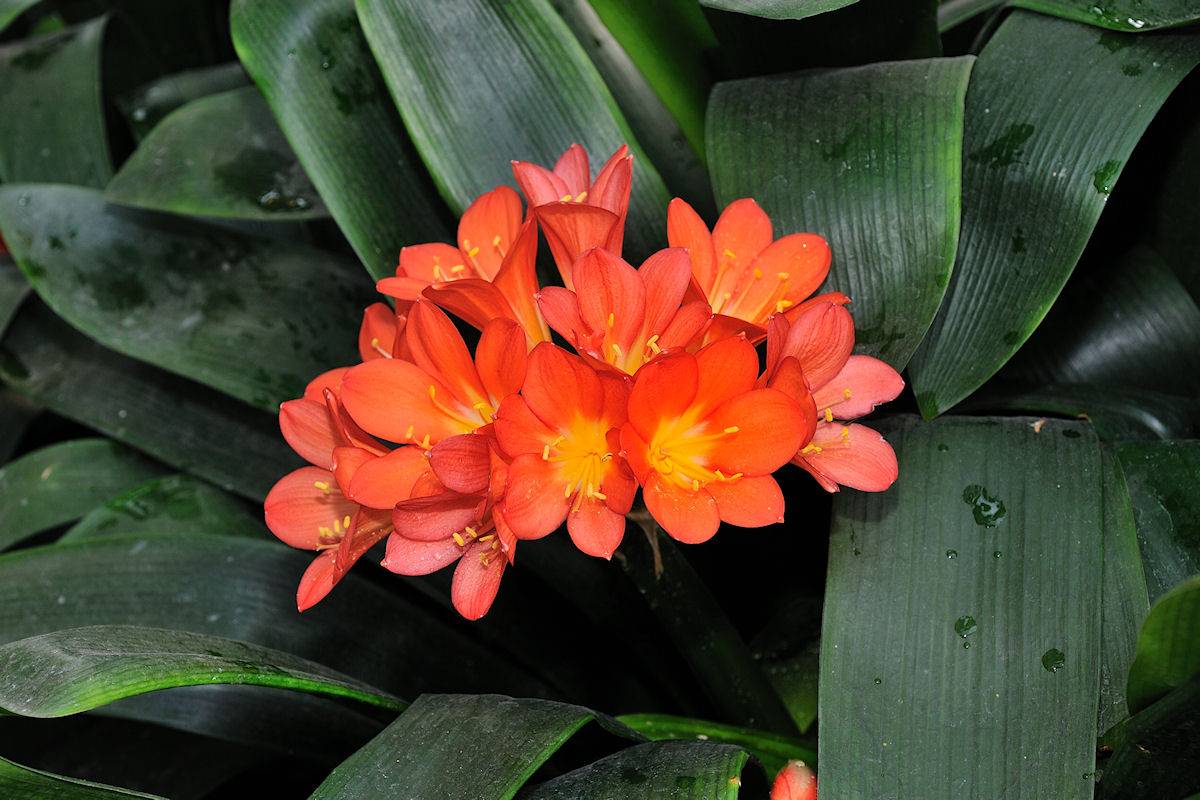 Кливия – домашний цветок. описание и уход