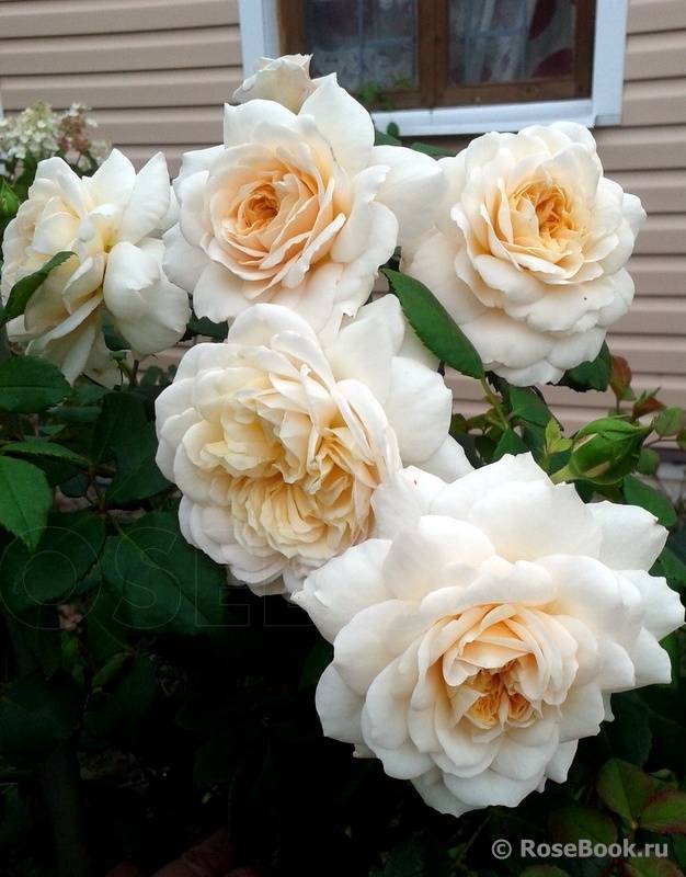 Роза «крокус роуз»: история сорта, выращивание и уход
