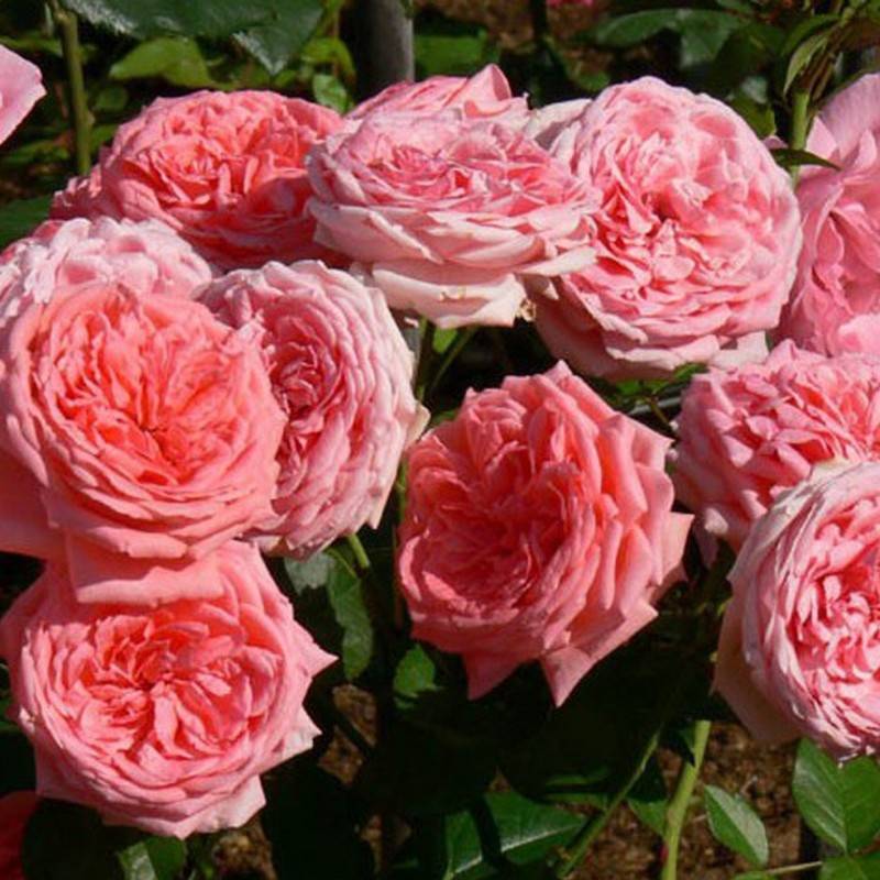 О розе kimono: описание и характеристики, выращивание сорта розы флорибунда