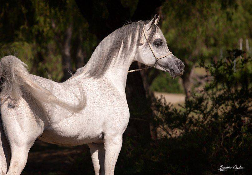 Арабская чистокровная порода лошадей: фото, характеристика