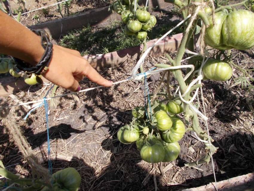 Уход за томатами в открытом грунте от посадки до урожая - сад и огород