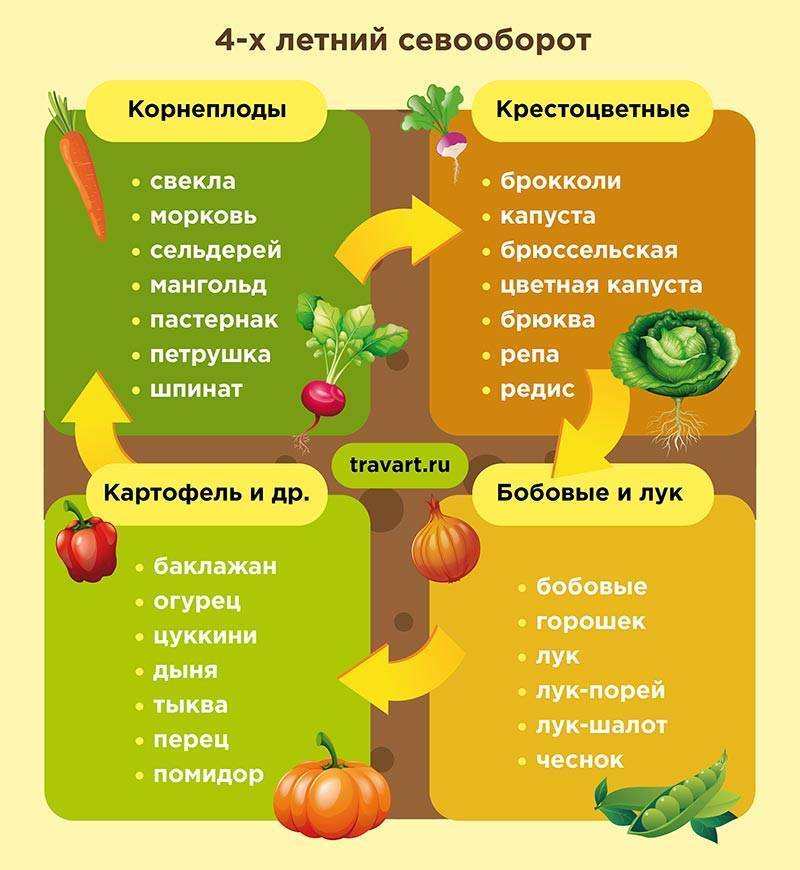 После каких культур можно сажать свеклу