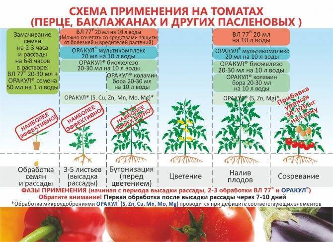 Чем подкормить рассаду помидор