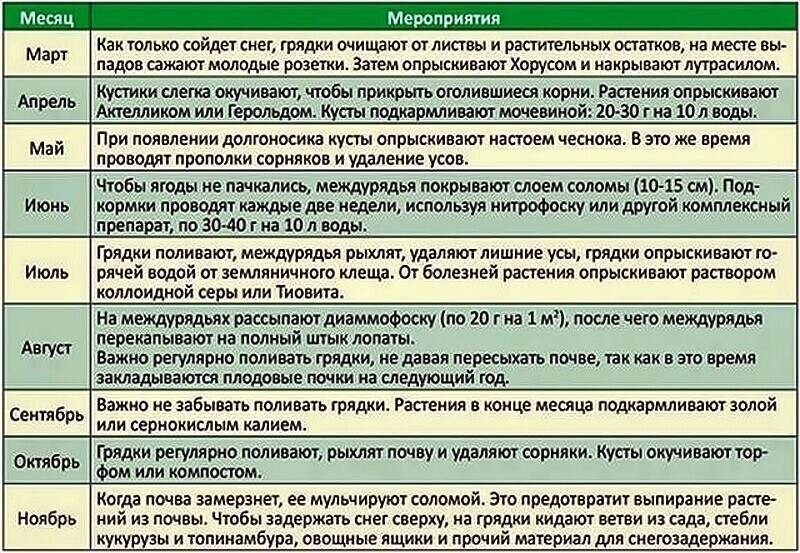 Схема обработки малины от вредителей и болезней весной