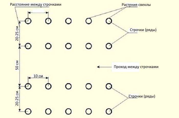 Схема посадки рассады свеклы