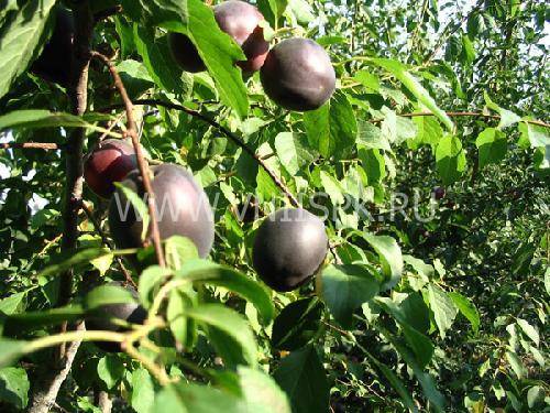 Черный бархат (абрикос): описание сорта, характеристики, выращивание, уход и отзывы дачников