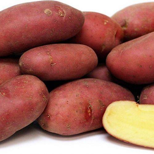 Ультраранний картофель ред соня, характеристика, агротехника и отзывы