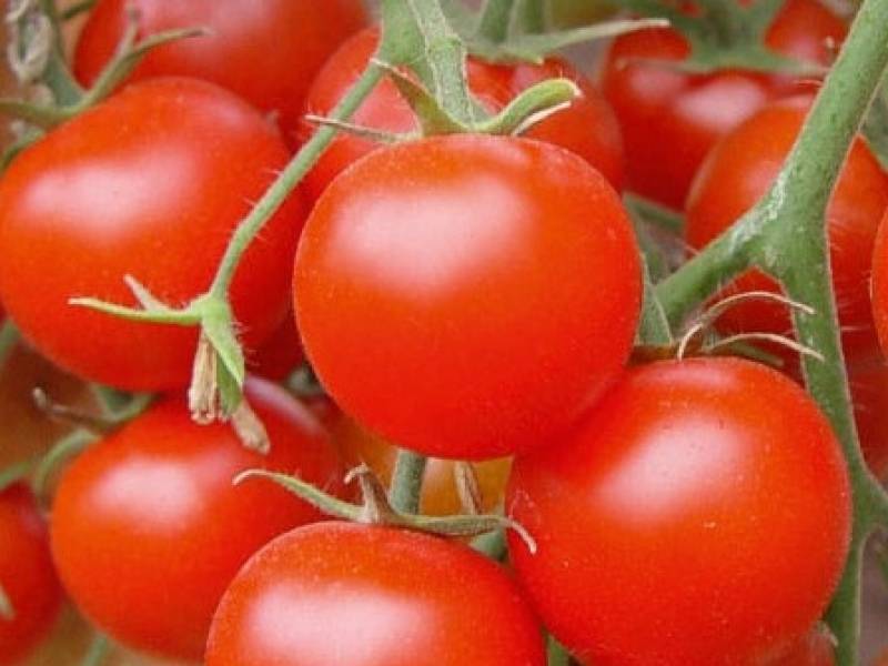 Лучшие сорта помидор на 2021 год: самые урожайные, вкусные, для открытого грунта и теплиц