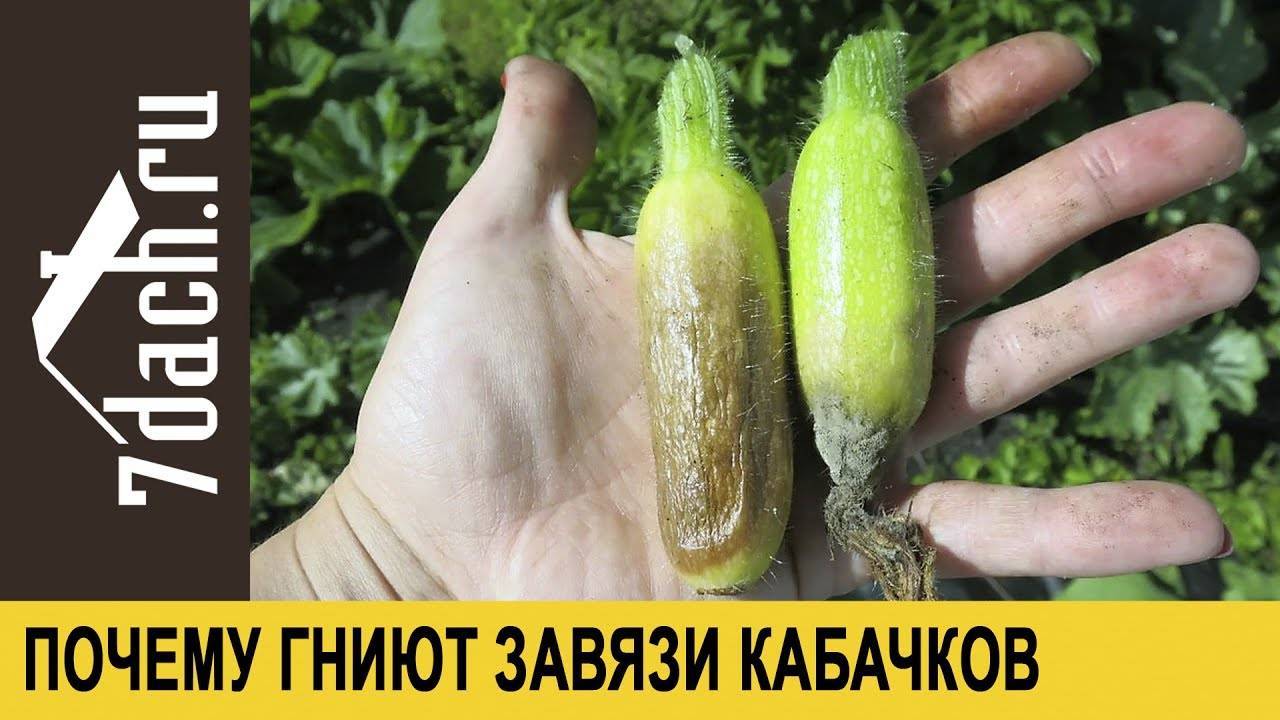 Почему желтеют листья у тыквы?