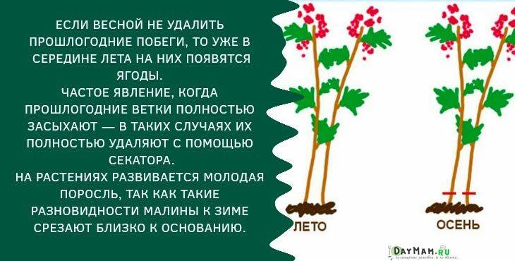 Когда вырезать малину. Схема посадки ремонтантной малины. Схема посадки ремонтантной малины осенью. Посадка малины осенью схема. Схема посадки ремонтантной малины весной.