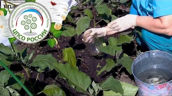 Чем подкормить баклажаны: виды удобрений, как правильно вносить, полезные советы