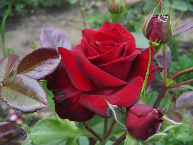 Популярная роза флорибунда – никколо паганини: посадка и уход, размножение и отзывы