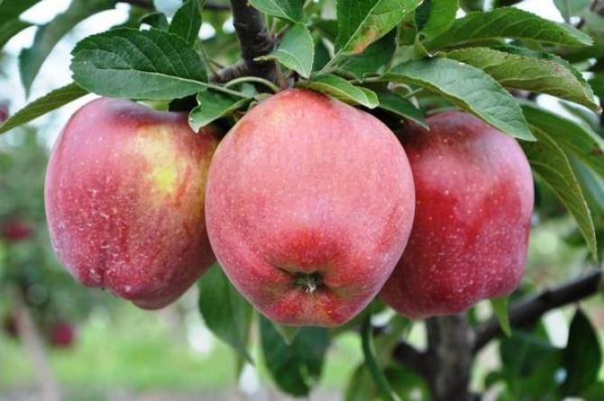 Яблоня кортланд: описание и фото дерева и его плодов, отзывы садоводов