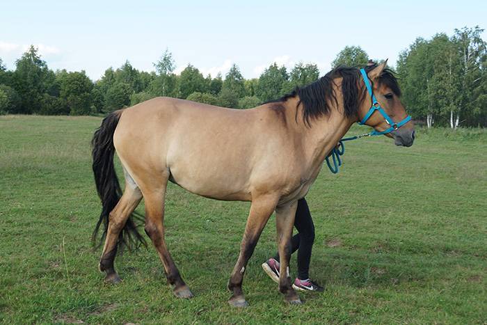 Как называется дикая башкирская лошадь. выносливые лошади башкирской породы