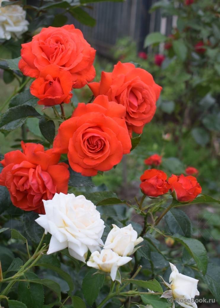 Полуплетистые розы: особенности агротехники, лучшие сорта