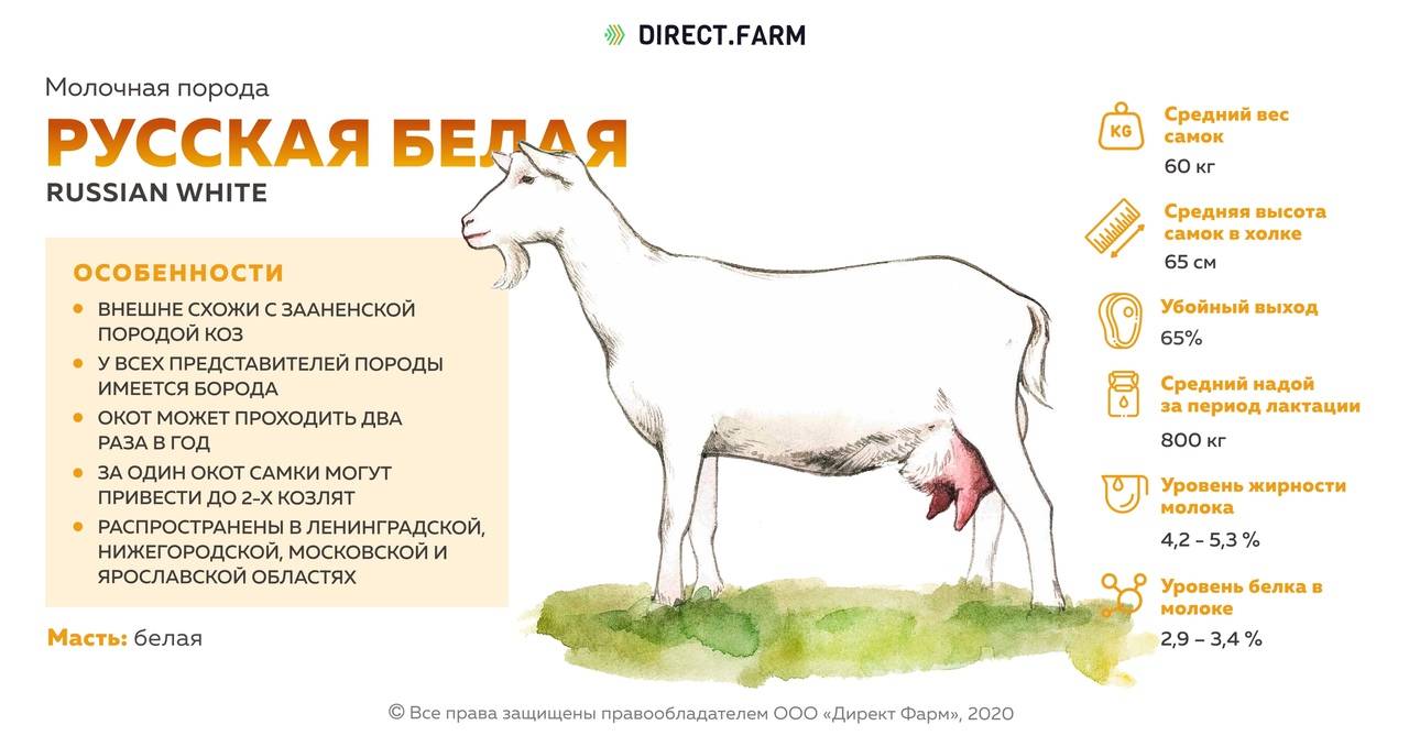 Описание коз зааненской породы