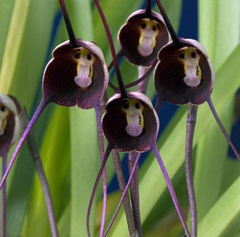Необычные орхидеи: сорта, описание и фото цветов разной формы