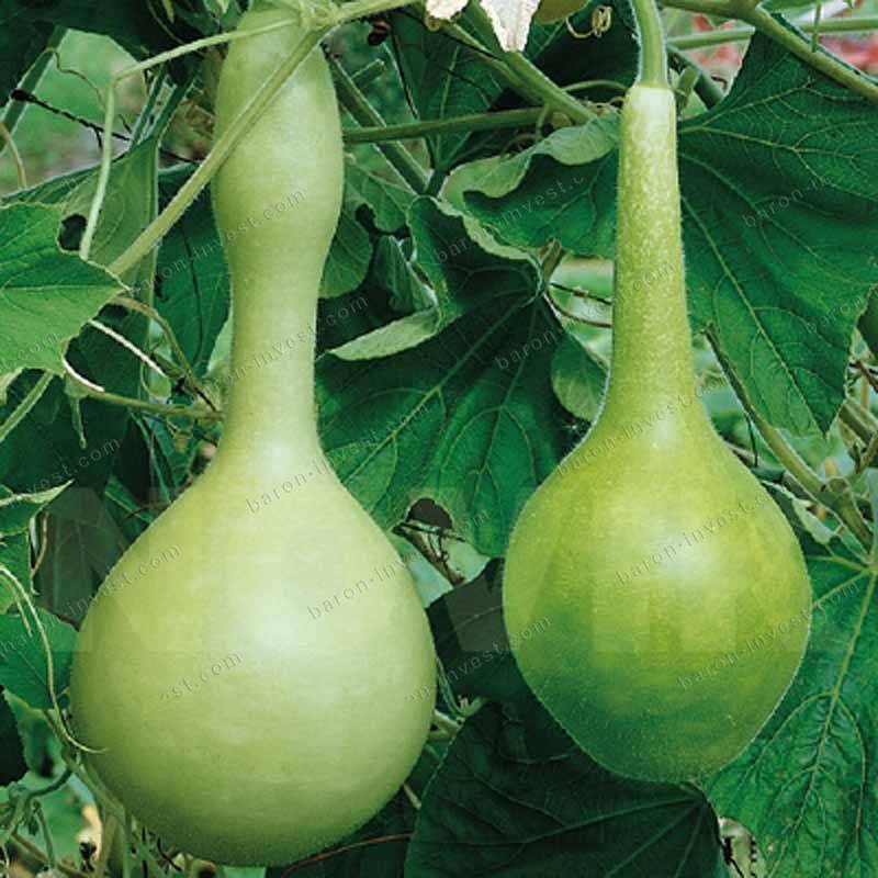 Яркая и красивая декоративная тыква – описание сортов, выращивание, применение