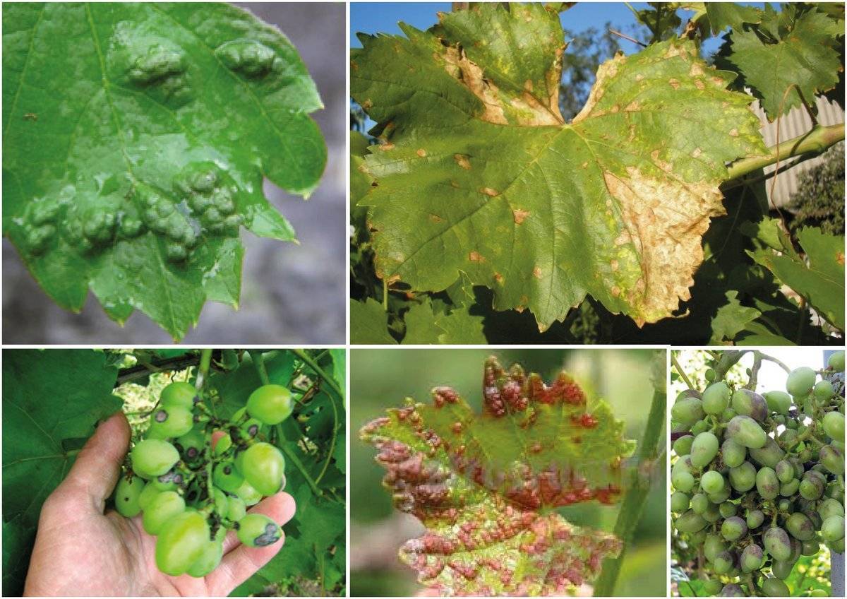 Как лечить антракноз у винограда