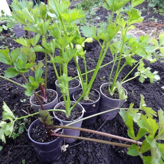 Выращивание сельдерея листового, корневого, черешкового в открытом грунте и уход за ним: фото, видео инструкция