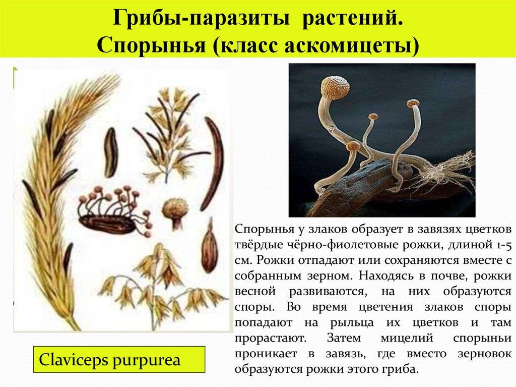 Спорынья (маточные рожки). claviceps purpurea (fries) tulasne