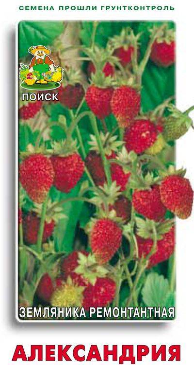 Земляника Александрия
